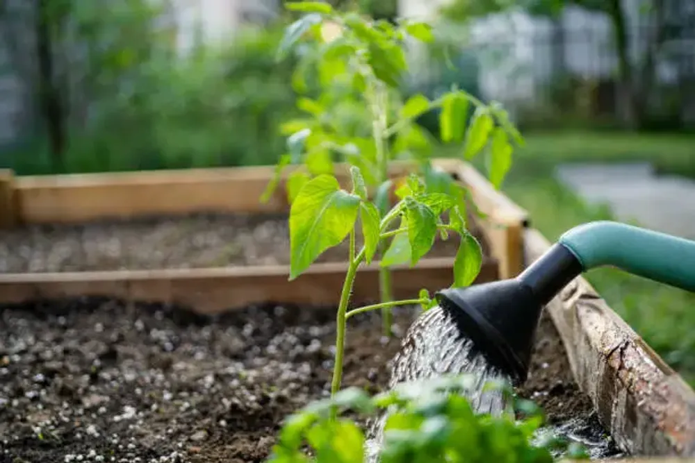 Community Garden and Free Store
